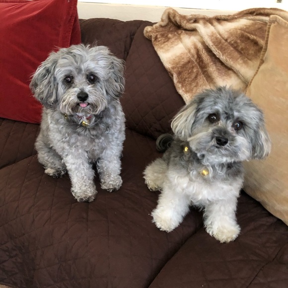 Meet your Posher, Alicia - Picture 1 of 1